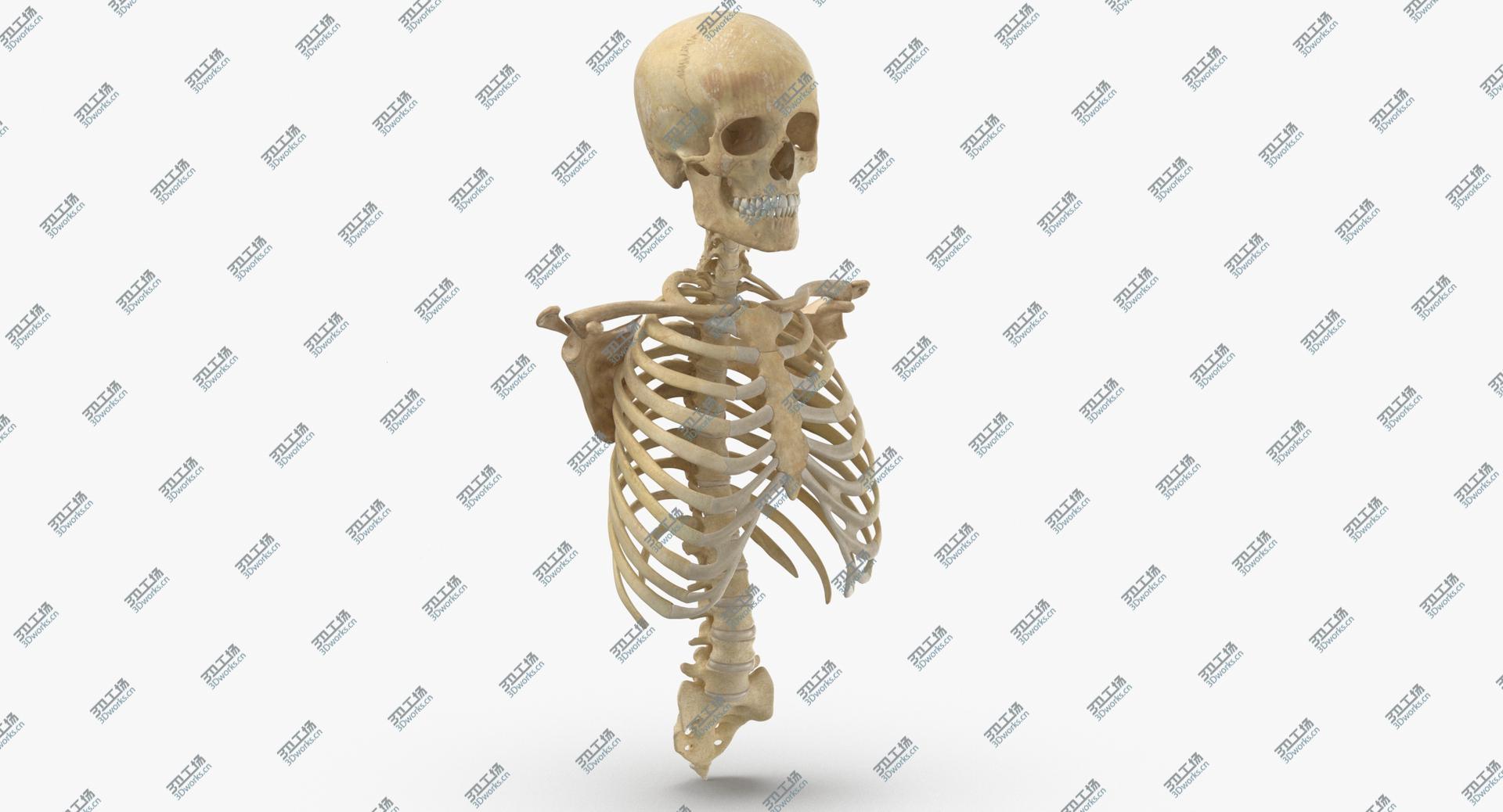 images/goods_img/202104022/Human Rib Cage Spine Female Skull Calvicle and Scapula Bones With Intervertibral Disks Anatomy 01 3D model/3.jpg